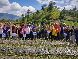 Panen Perdana Bawang Putih di Lahan Percontohan