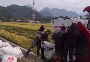 Serda Teguh Bantu Warga Panen Padi