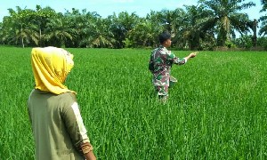 Serda Arif Bantu Petani Tabur Pupuk