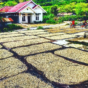 Kopi, Berjaya di Tangan Paman Sam