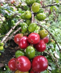 Kopi Gayo Yang Menjanjikan