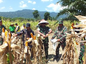 Dandim 0117 Aceh Tamiang Hadiri Panen Perdana Jagung di Kampung Bengkelang