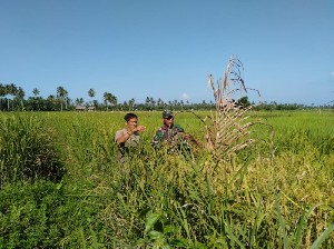 Jelang Panen, Babinsa Pantau Kondisi Padi Petani