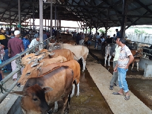 Permintaan Hewan Kurban di Aceh Utara Meningkat