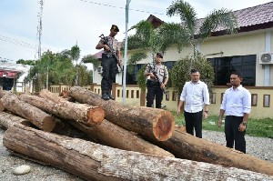 Polisi Sita Puluhan Balok Kayu Ilegal, Pelaku Tidak Ditahan