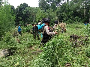 Back Up BNNP Aceh, Satbrimob Polda Aceh Musnahkan Ladang Ganja