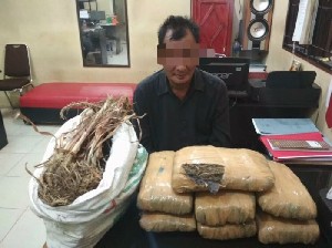 Nyamar Jadi Pembeli, Polisi Ringkus Pengedar Ganja di Aceh Tamiang