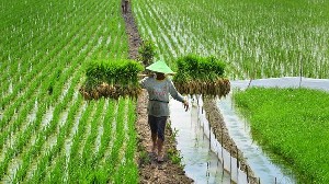 Rawan Terjadi Kriminalisasi, Petani Minta RUU Sistem Budidaya Pertanian Ditunda