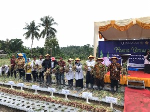 Pidie Jadi Proyek Percontohan Budidaya Bawang Merah