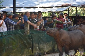 Wali Nanggroe: Aceh Ingin Bentuk Sanctuary Badak Sumatera