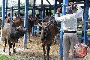 Dorong Usaha Peternakan Sapi di Aceh, Perbankan MoU dengan Aspeda