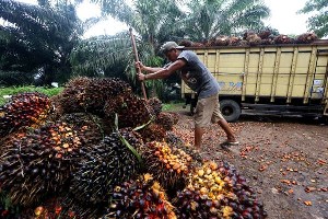 Kaukus Peduli Aceh: Komoditi Sawit di Aceh Tak Menguntung Masyarakat